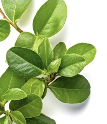 Schisandra Ingredient